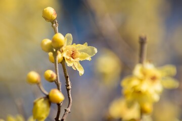 冬の花がない時期に花好きの目を休めるロウバイ
