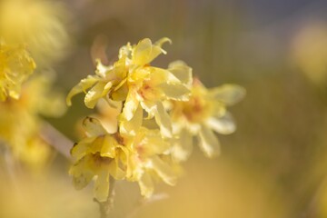 花の少ない冬に、周囲に甘い香りを漂わせるロウバイは花好きに人気があります