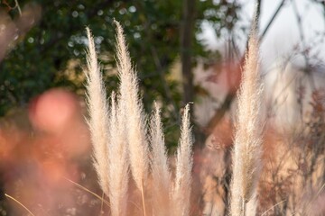 夏から秋にかけてスッキリと高く育つパンパスグラス