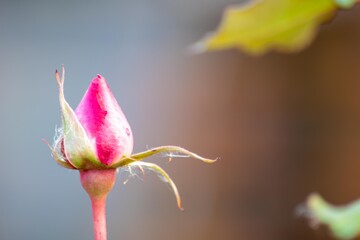 まるで子供のバレリーナのような姿を見せるまだ固そうなバラの蕾