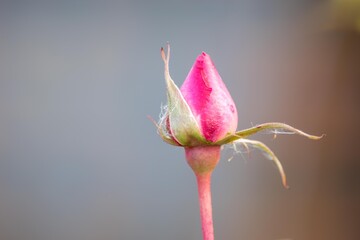 まるで子供のバレリーナのような姿を見せるまだ固そうなバラの蕾