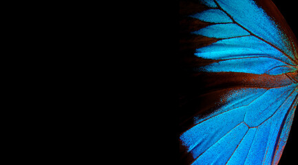 Wings of a butterfly Ulysses. Wings of a butterfly texture background. Copy space	