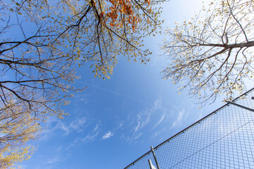 秋の青空と桜とフェンス