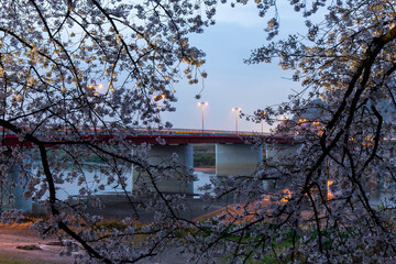 夜明けの空、長い橋が架かる河川と桜