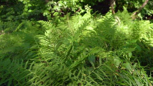 Close up of fern in lush forest with nature sounds. Water flowing in nearby stream, insect buzzing, birds singing and buzzard calling. Hing quality audio recording.