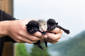 holding three cute newborn blind kittens in hands. Photo of three beautiful fluffy little cats