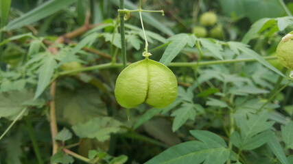 apples on a branch