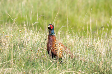 Deutschland, Niedersachsen, Juist, Fasan (Phasianus colchicus), Hahn.