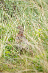 Deutschland, Niedersachsen, Juist, Fasan (Phasianus colchicus), Henne.