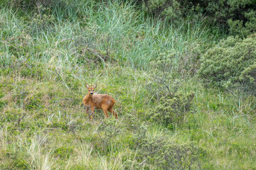 Deutschland, Niedersachsen, Juist, Rehe (Capreolus capreolus) in den Dünen.