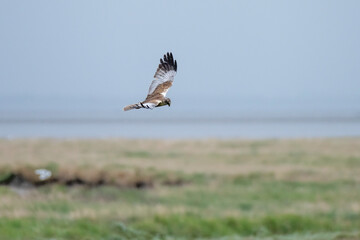 Deutschland, Niedersachsen, Juist, Rohrweihe (Circus aeruginosus), im Flug.