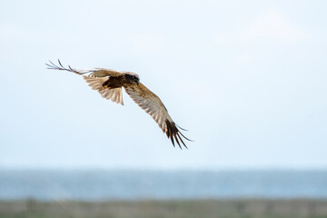 Deutschland, Niedersachsen, Juist, Rohrweihe (Circus aeruginosus), im Flug.