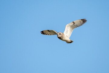 Sumpfohreule (Asio flammeus)