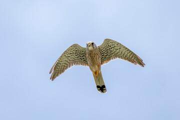 Turmfalke (Falco tinnunculus).