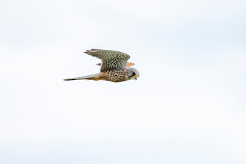 Turmfalke (Falco tinnunculus).