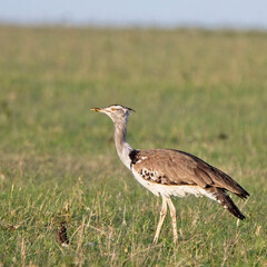 Kori Bustard (Ardeotis kori), Maasai Mara, Kenya.