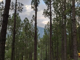 trees in the woods