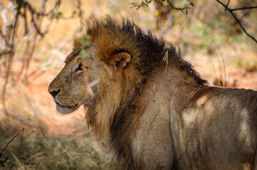 African lion in the shade of the trees.