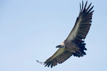 White-headed Vulture (Trigonoceps occipitalis), in flight, Maasai Mara, Kenya.