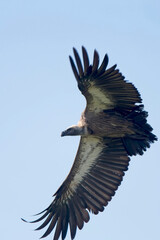 White-headed Vulture (Trigonoceps occipitalis), in flight, Maasai Mara, Kenya.