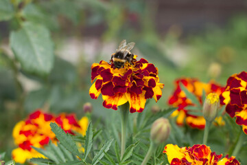 Little fluffy bumblebee in a marigold flower.