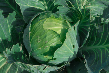 Obraz premium Close-up of a head of white cabbage in the garden bed.