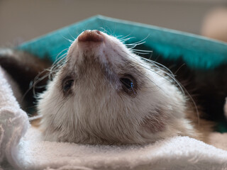 Ferret lies on its back under anesthesia under a surgical drape. Close-up of the head