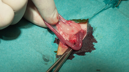 Fingers of a vet pull the uterus of a ferret out during an operation