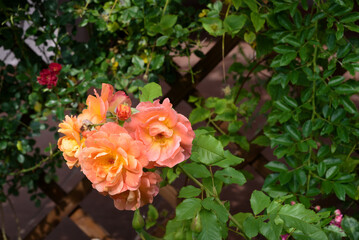 Obraz na płótnie Canvas unfolded orange roses on the pergola in the garden