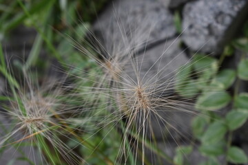 Obraz premium The fragile straw plants in Sapporo Japan
