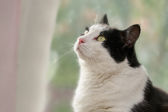 side view of a head of a cute black and white domestic cat that sits in front of a blurred window and looks up