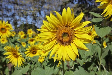 sunflowers in the field
