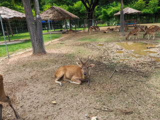 Deer in a nature-rich zoo and is worth exploring.