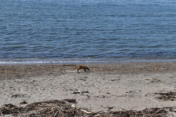 The wild fox walking by the sand beach in Sapporo Japan