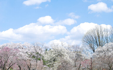 さまざまな桜の木　春のお花見