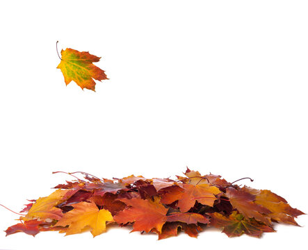 Heap of different colorful Maple leaves isolated on white background