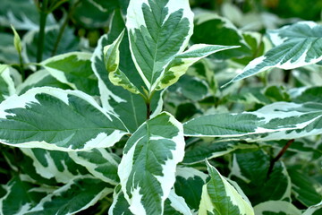 The energetic green leaves in Sapporo Japan