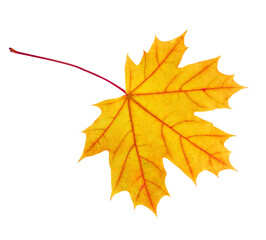 Autumn  Maple leaf isolated on white background.