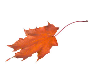 Autumn Maple leaf isolated on white background.