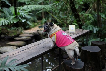 Cute fat dog in the garden