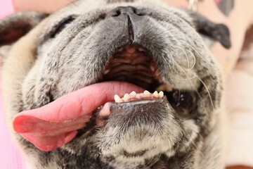 Portrait of an old pug dog Cute fat dog Sitting, smiling happy, seeing funny teeth on a wooden table, selectable focus