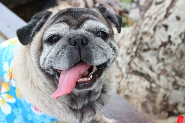 Portrait of an old pug dog Cute fat dog Sitting, smiling happy, seeing funny teeth on a wooden table, selectable focus