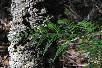 The green grass background and with the dried leaves in the park in the Blue Mountains national parks in Australia