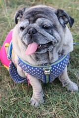 Obraz premium english bulldog puppy