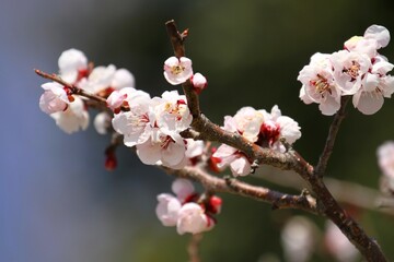 梅の花