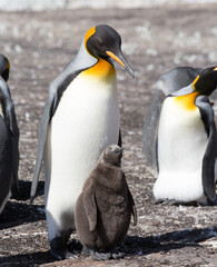 King Penguin (Aptenodytes patagonicus) feeding a chick, Saunders Island. Square Composition.