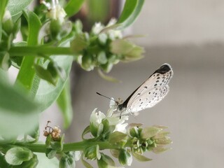 butterfly on a flower