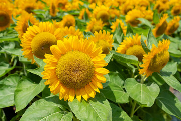 Fototapeta premium sunflower at field, Yellow flower, Nature background 
