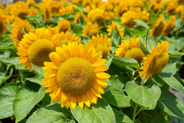 sunflower at field, Yellow flower, Nature background
