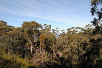The Blue Mountains national park tracks in the bush, Australia